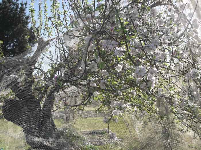 Still my favorite tree in our orchard! Despite being over 100 years old, the ancient apple tree is bearing fruiting again. It took me years to restore it, but my effort is bearing fruit.
