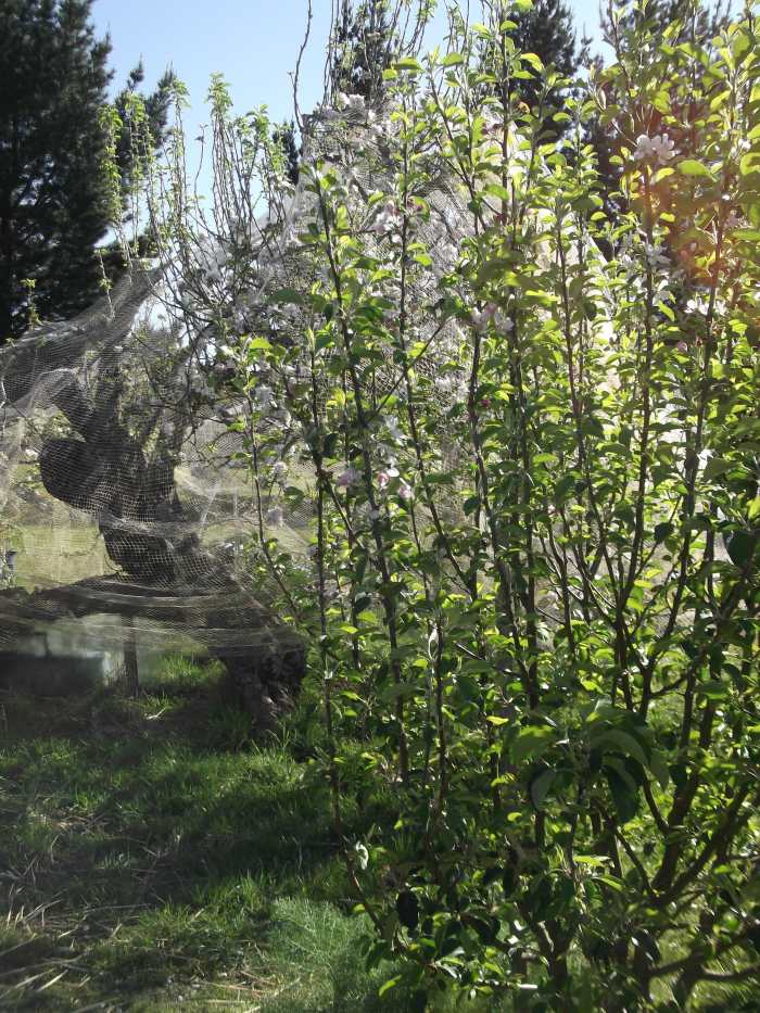 The new helps the old! Bees fly between my ancient apple tree in the background (under the net) and the new apple tree to cross pollinate both trees. I am expecting another good harvest of apples this year. :)