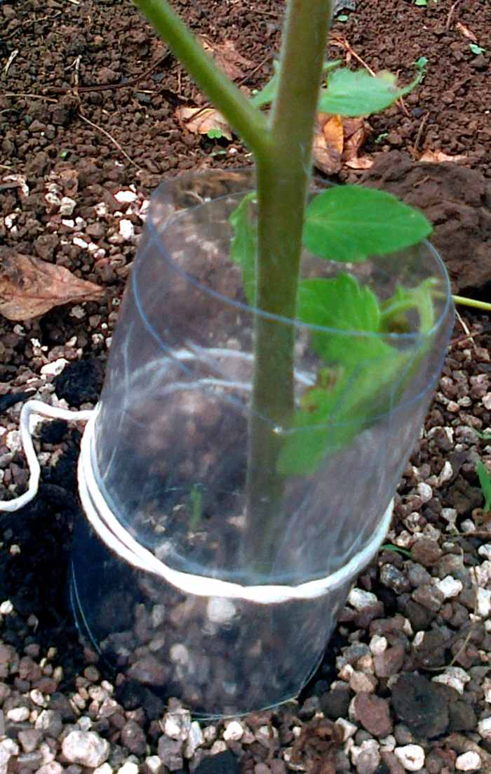Cut the plastic cuffs created lengthwise. They will curl quite nicely into place. Place around the base of the plant, leaving a fair amoutn of space between the plant and the cuff. Tie into place loosely with string. Push into ground a little. Done