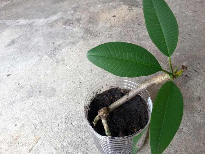 I was lucky with this plumeria cutting as it grew after about a week of planting. Some of my other cuttings died as it had rotted at the base. Could be due to over watering.
