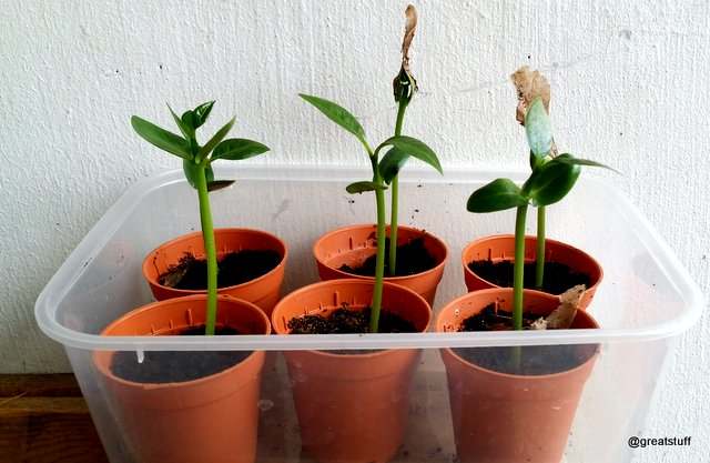These young Plumeria Seedlings are now ready for repotting to bigger pots (usually after it had develop at least two true leaves)