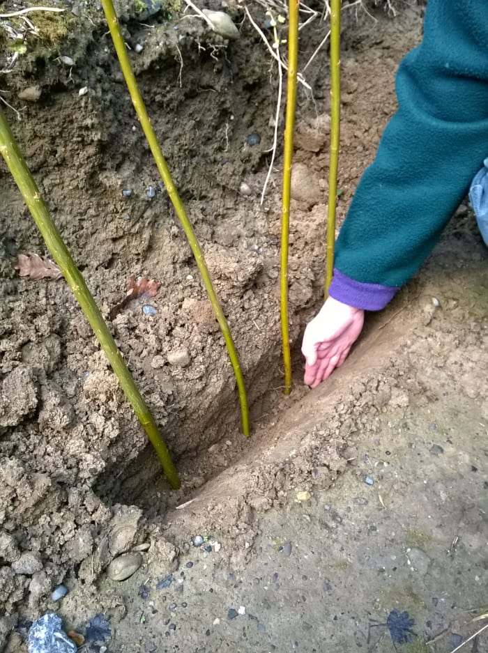 Make a narrow trench about 10 inches deep. Space the cuttings about 6 to 9 inches apart for a screen, or 1 1/2 feet apart if you intend to use the cuttings for future harvesting.