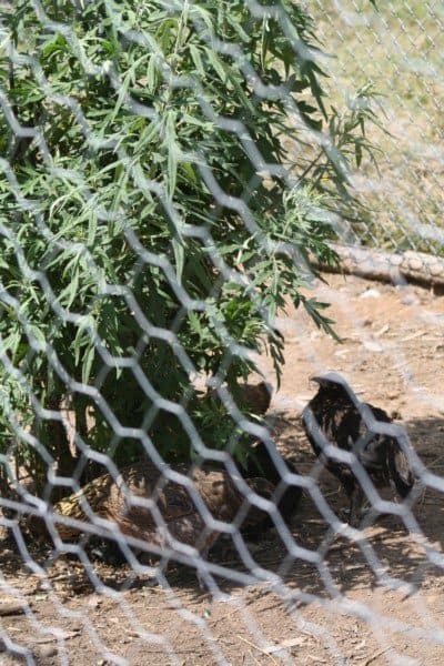 As the herbs grow in their small protected areas, the chickens can eat the leaves, seek shelter from winds, and shade from the sun.