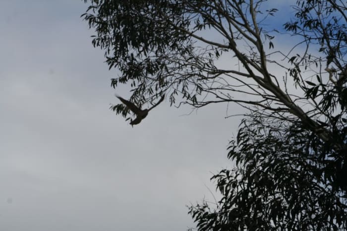 Life returned to normal when the Brown Goshawk was back in the air. My poultry hopefully feel safe in the covered chicken run, and only have to fear birds of prey when they are out free-ranging.
