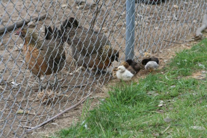 When they are tiny, chicks can fit through the wire mesh in the chicken run fence.