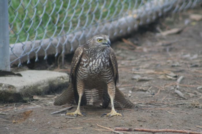 Hawks like to approach their prey from the air. On ground level, eye to eye with protective mother hens and a couple of feisty roosters, this young Brown Goshawk was far less effective at catching its prey.