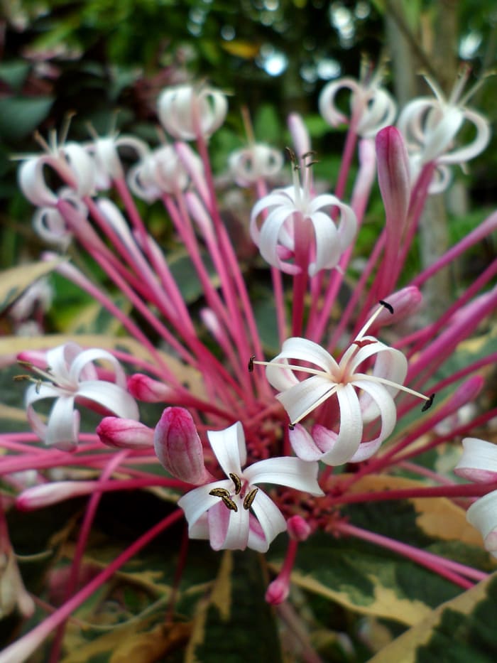 Starburst (also called Shooting Star) is spectacular when in full bloom with its cluster of pale rose flowers.