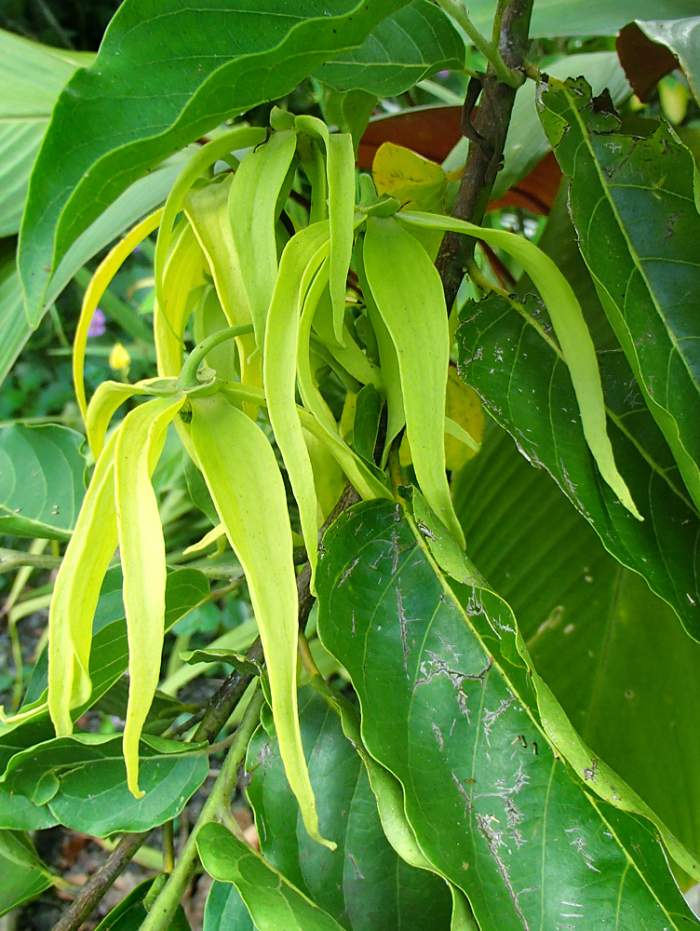 Ylang Ylang flowers are green when young. As the flowers mature, they turn lemony yellow and become extremely fragrant.