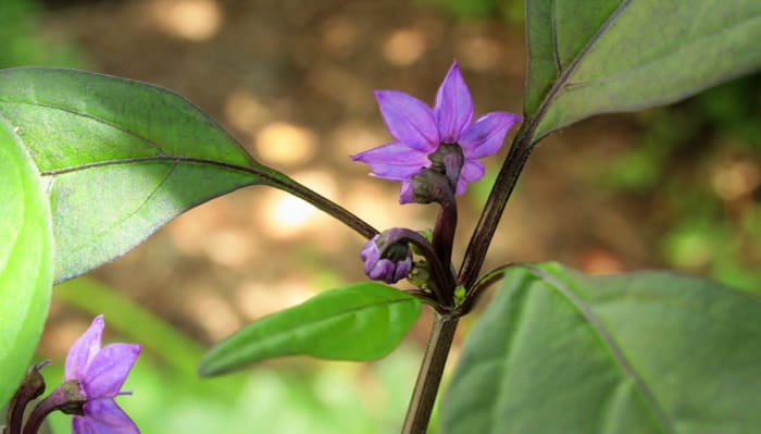 2016 is the Year of the Pepper. Pictured: The beautiful purple blossoms of the Black Pearl pepper plant.