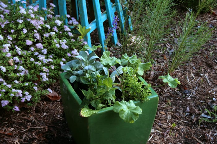 We placed the second container in an island bed where spirea, summersweet, butterfly weed, amsonia and bee balm also grow. I'm please with how diverse the textures of the plants are.