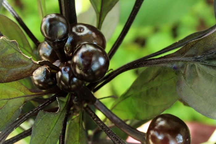 The Black Pearl pepper bloomed shortly after planting, then developed gorgeous, glossy black fruit.