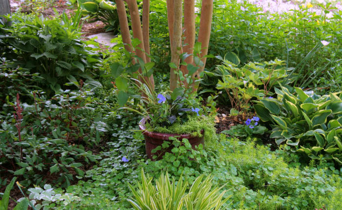 We placed the first mixed container containing turtlehead in partial shade under a crape myrtle. Nearby are some of the same plants in the pot, as well as hosta, astilbe, black-eyed Susan, bleeding heart, snow on the mountain and evening primrose.