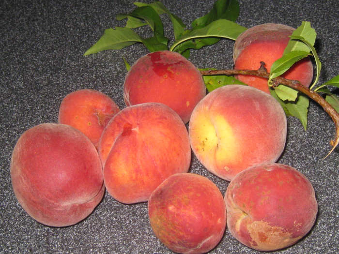 Pruning Ohio’s Fruit Trees Dengarden Home and Garden