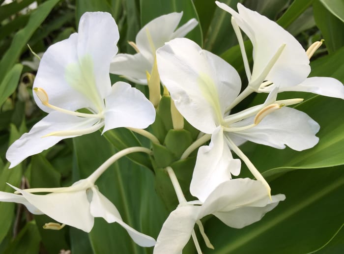 Clockwise from top left: Anthurium, lilikoi passion flower, white ginger, 'Angel Wings' swamp hibiscus.