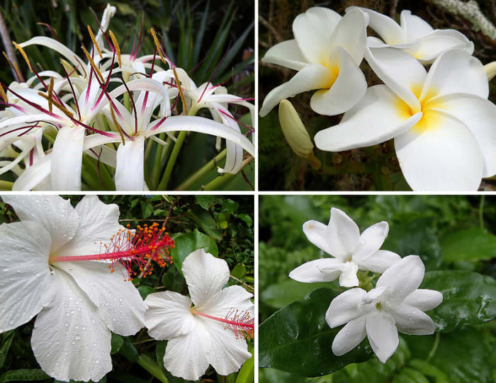Clockwise from top left: Crinum lily, plumeria, pikake jasmine, white native Hawaiian hibiscus.