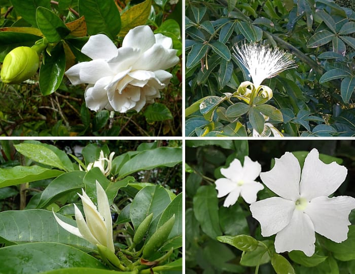 Clockwise from top left: Gardenia, malabar chestnut flower, 'White Lady' thunbergia, pak-lan (also called white champaca).
