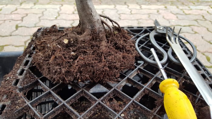 Note how much soil material has been dislodged off the root ball. This approach will allow you to introduce new fresh material into the root system.