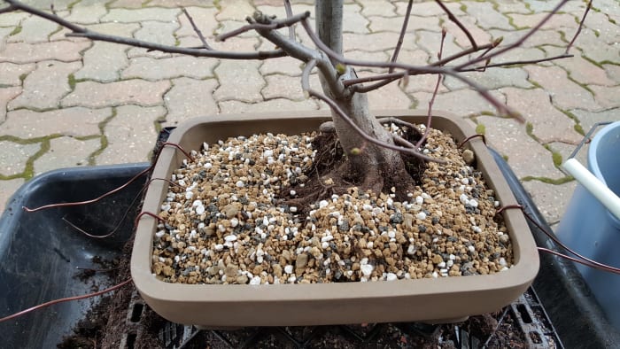 Finishing touches to the tree is to make sure all soil is incorporated into the pot and root mass.