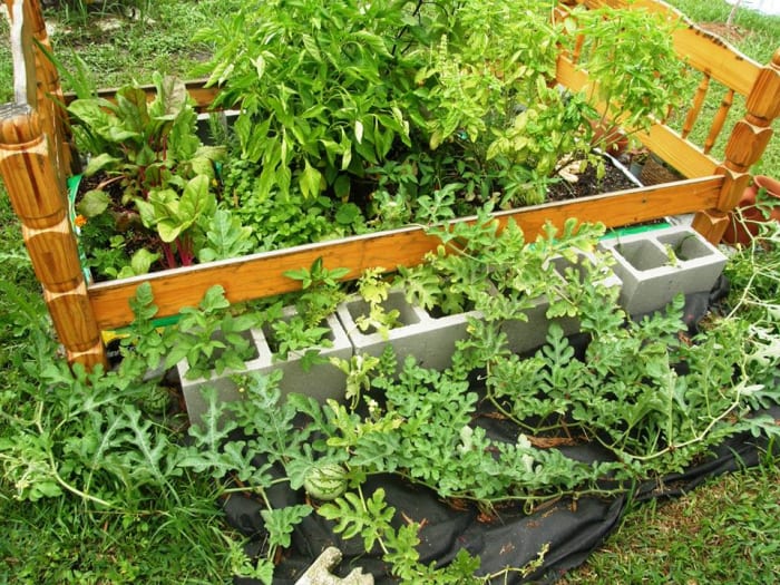 Peppers, Swiss Chard, Watermelon, and Various Herbs Planted in Bags of Soil and Framed by an Old Bed Frame