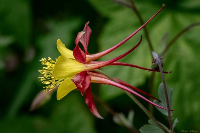 If you've admired these unusual flowers in botanical gardens, you don't have to be jealous...you can grow beautiful columbine flowers just like this one!