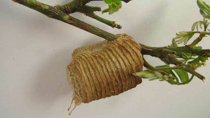 Hardened egg case in shrubbery. The egg case protects the eggs during the cold winter weather.