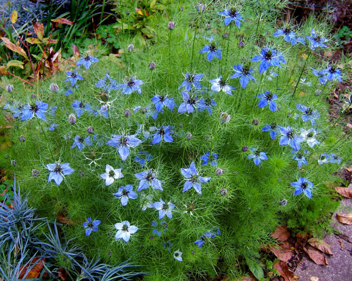 Love-in-the-Mist Miss Jekyll