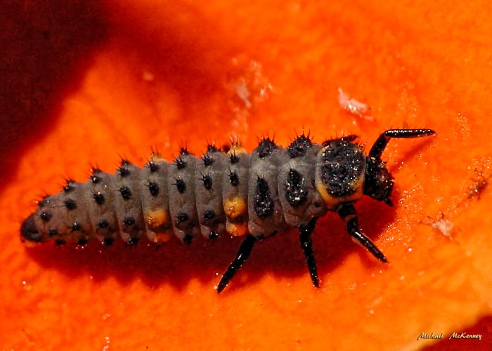 Ladybug in the larvae stage...it may have a strange, alligator-like appearance, but it is actually going to turn into a cute little ladybug. The larvae stage lasts for about three weeks.