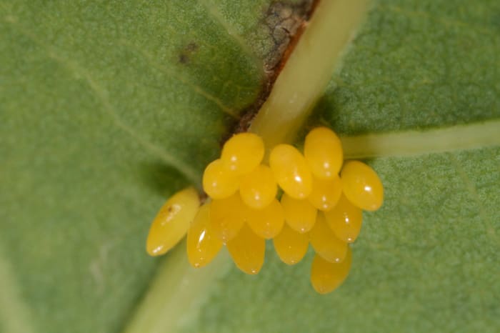 Ladybugs lay their eggs (a lot of them) on the underside of leaves, so when you see these, don't get rid of them, they are tiny nuggets of gold for your garden. The egg stage lasts for about a week.