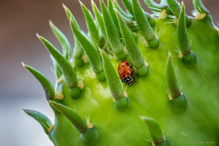 I don't know what this ladybug found on this prickly pear cactus in our front yard.