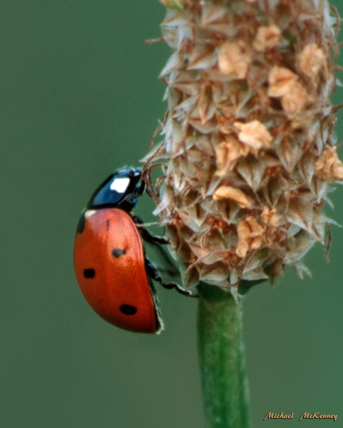 This ladybug is only eating the insects that damage your plants in the garden. Ladybugs do no damage, but they love the "all-you-can-eat buffet" that sap-sucking aphids and other insects provide for them.
