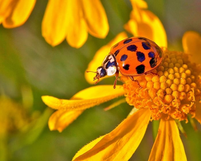 This is a photograph of an Asian ladybug. This is considered "the bad beetle," mostly because it likes to spend its winters indoors. This photograph was taken by an old friend of ours, Larry Jernigan of Heber Springs, Arkansas.