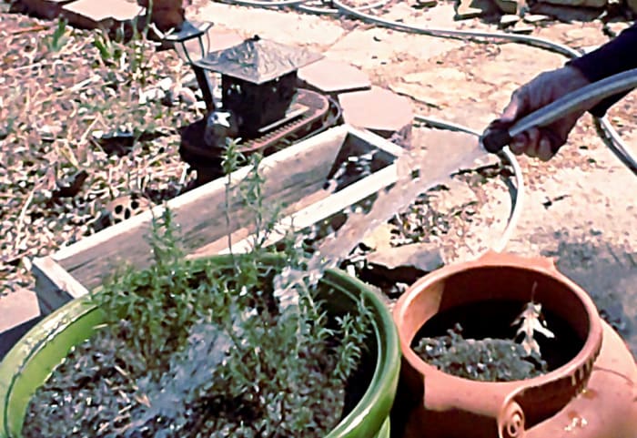 This is a picture of a rosemary plant that was overwintered indoors in a hot, dry room. It was two or three times as big before this ordeal.