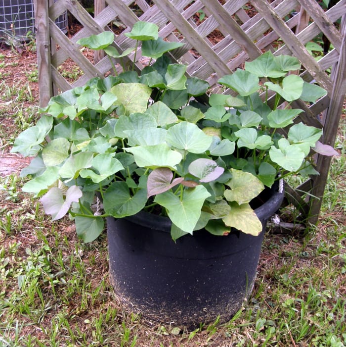 I didn't really tie my vines or train them up the trellis, as I found I did not have much of a problem with them running.