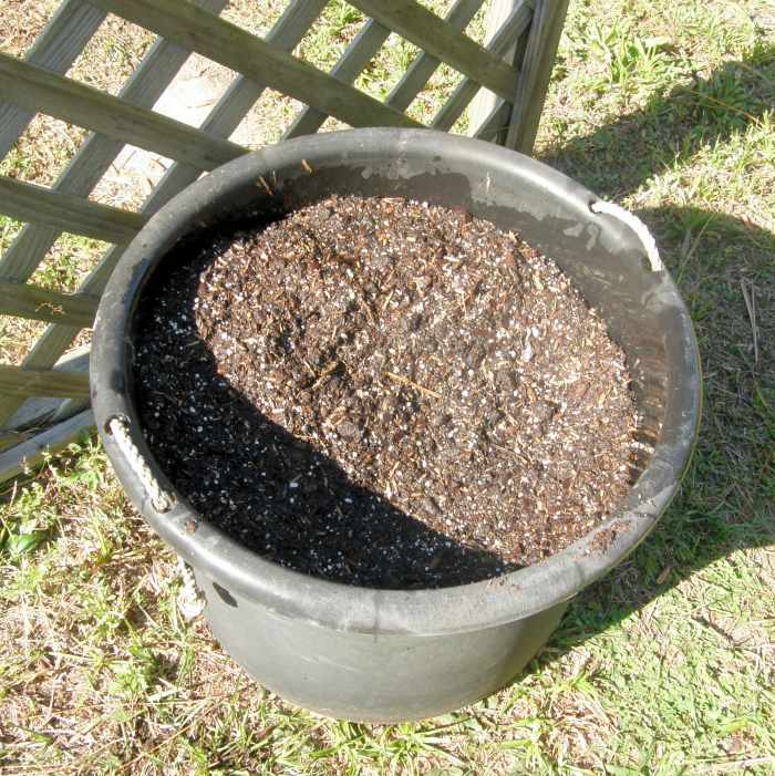 Sweet potatoes are very picky about their location. They want to be warm at all times; during the day and night (above 60 degrees F). Pick a location that has full sun.