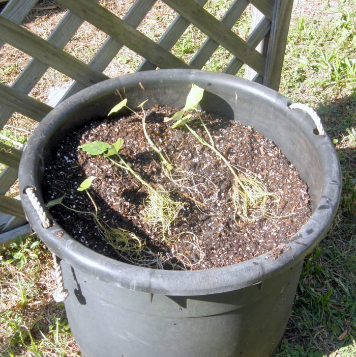 Sweet potatoes love to remain moist, but not to sit in water. It is important to have a good soil mix when planting in your containers.