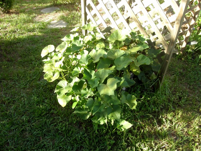 Keep them watered. Sweet potatoes love the heat. When they start to yellow, you'll know it's almost time to harvest.