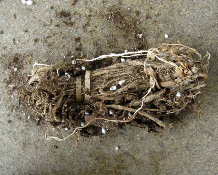 When you open the package of Asparagus crowns, they will look very dry. Be careful not to damage the crowns before planting.
