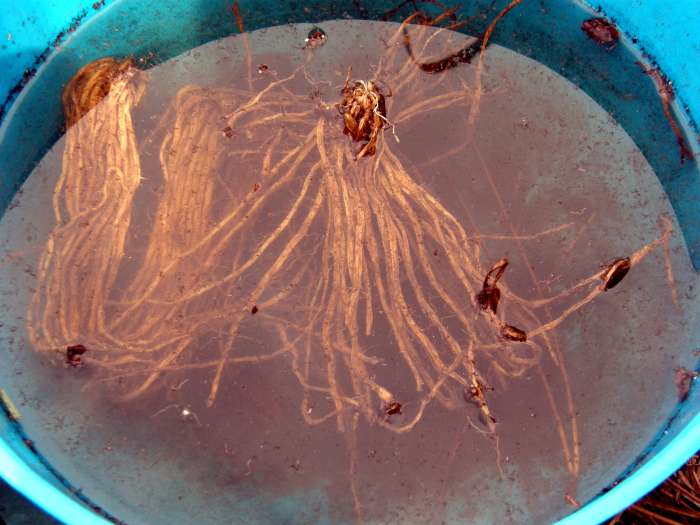 Soaking the roots will help them to absorb moisture and will prevent damage when planting.