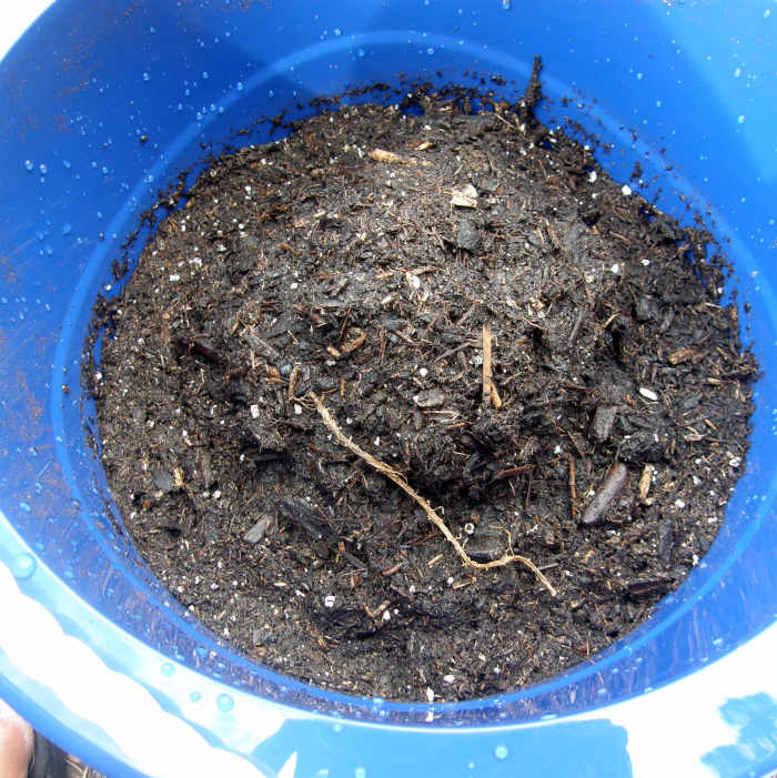 Asparagus should be planted in early to mid-spring. Place your container in a spot that gets an average of eight hours of sunshine and fill it with a quality organic potting soil a few scoops at a time until you've reached a depth of about 6 1/2-in