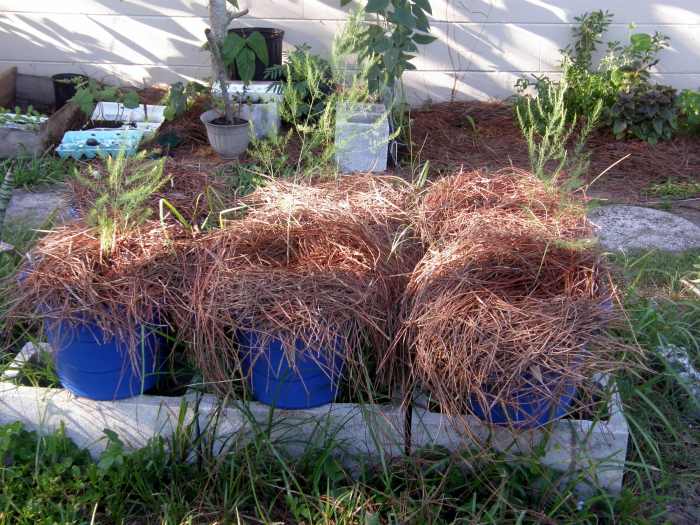 The pots look like bird's nests, but as it was a very hot summer, the mulch prevented the roots from getting scorched.