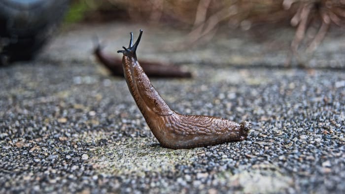 Slugs are a common source of food for garter snakes. Beat them to the punch and eat the slugs yourself.