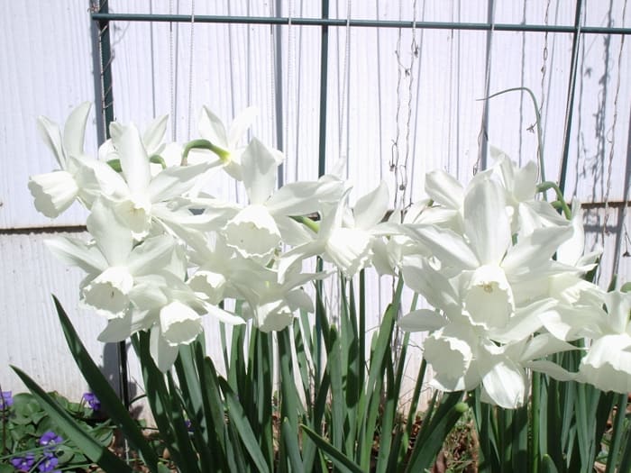 Thalia, an heirloom Triandrus daffodil growing in front of my shed. It is one of the few scented daffodils.