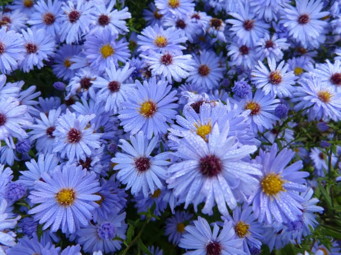 'King George' found in the sub group Aster amellus are light blue asters. Blue is a rare color in flowers.