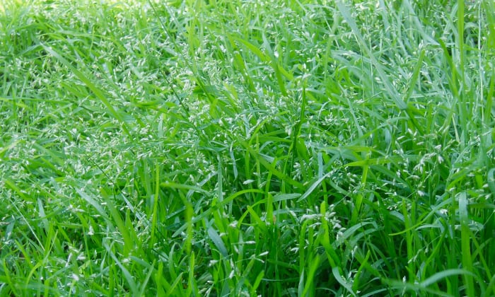This lawn has been left to seed, which is a natural form of overseeding. Not only does this save expenses, but it also provides new growth that matches the old growth.