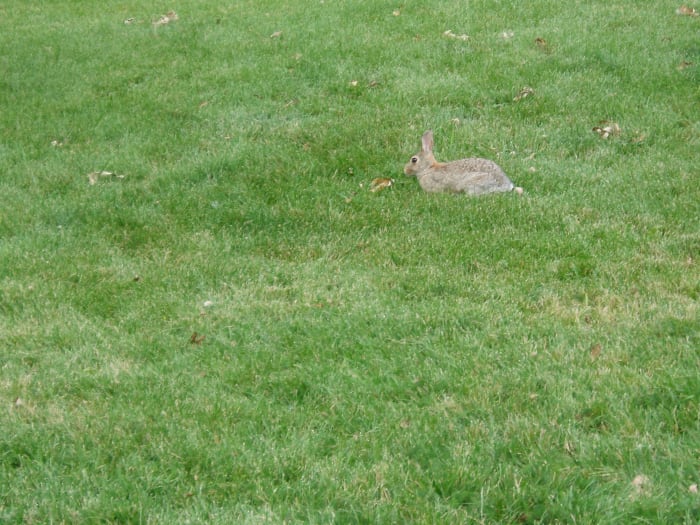 Grass is great to picnic on, play games on, and just lie on (and not just for humans).