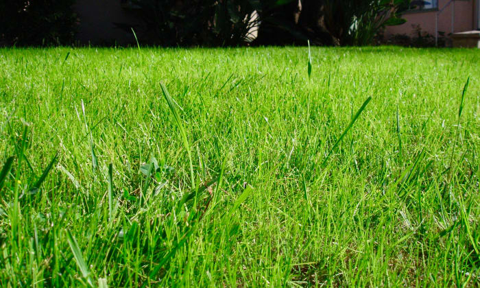 New grass growing is always inspiring. This lawn, as you can see, consists of a mix of grasses. Note the difference in blade widths. The color is fairly consistent, so from far away you don't notice that it's a mix.