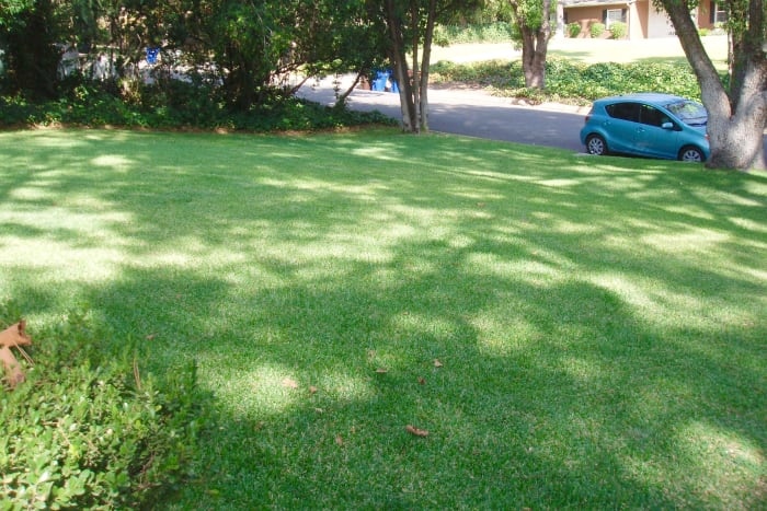 I only water once per week, but for a long time. This allows for the water to sink deep, encouraging roots to grow deep too. It works. Our Southern California sun-dappled lawn remained consistently green during the recent 7 year drought.