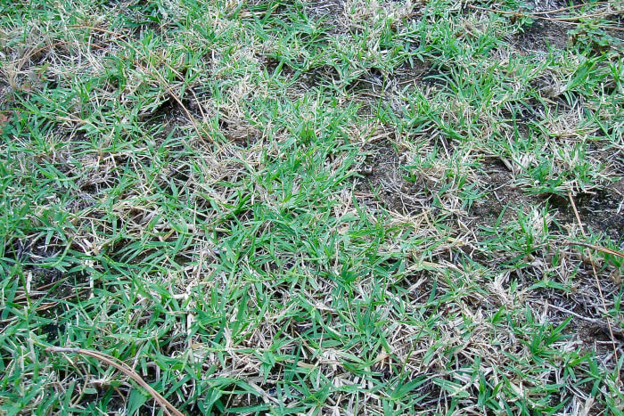 Crabgrass grows outward in a flat circle. It sends toxins into the soil through its roots, so when it dies in fall, the soil stays bare. This is what gives a crabgrass lawn its patchy look.
