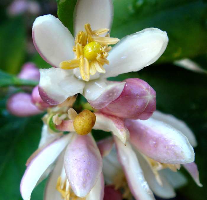 Key Lime Flowers - they are self-pollinating outdoors but must be hand-pollinated indoors.