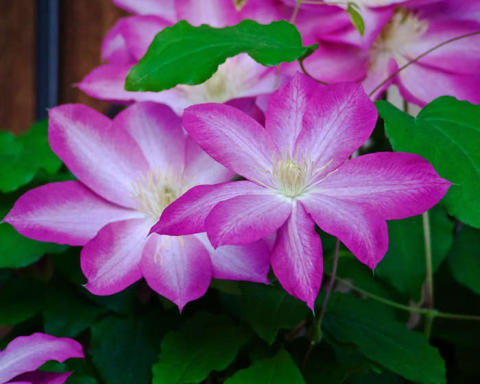 There are many different striped clematis flowers, most of which are compact and suitable for smaller gardens and containers.